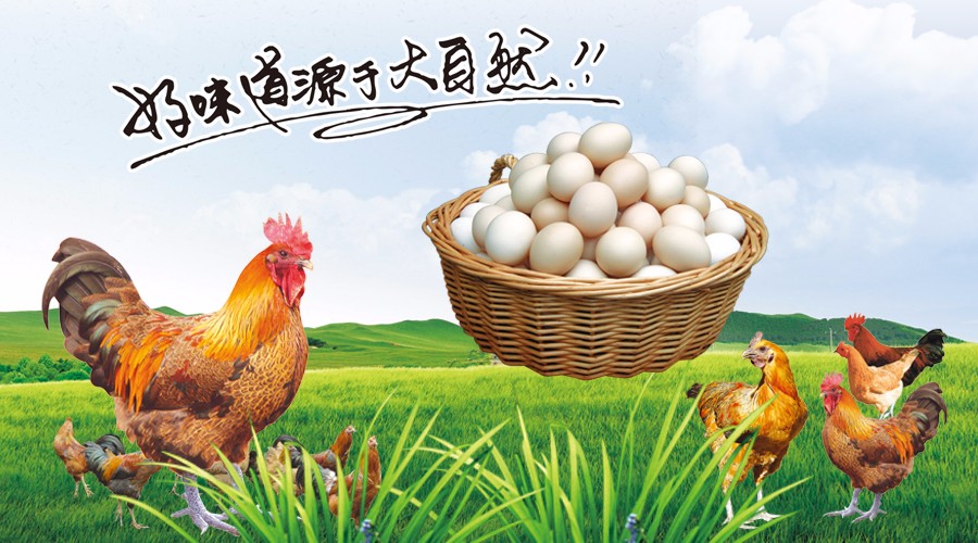 新型蛋雞散養(yǎng)集成系統(tǒng),讓傳統(tǒng)散養(yǎng)插上科技的翅膀 新型蛋雞散養(yǎng)集成系統(tǒng),讓傳統(tǒng)散養(yǎng)插上科技的翅膀
