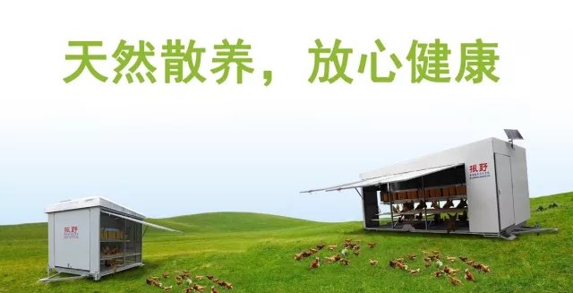 拒做“化妝”土雞蛋,我們有蛋雞散養(yǎng)集成系統(tǒng) 拒做“化妝”土雞蛋,我們有蛋雞散養(yǎng)集成系統(tǒng)