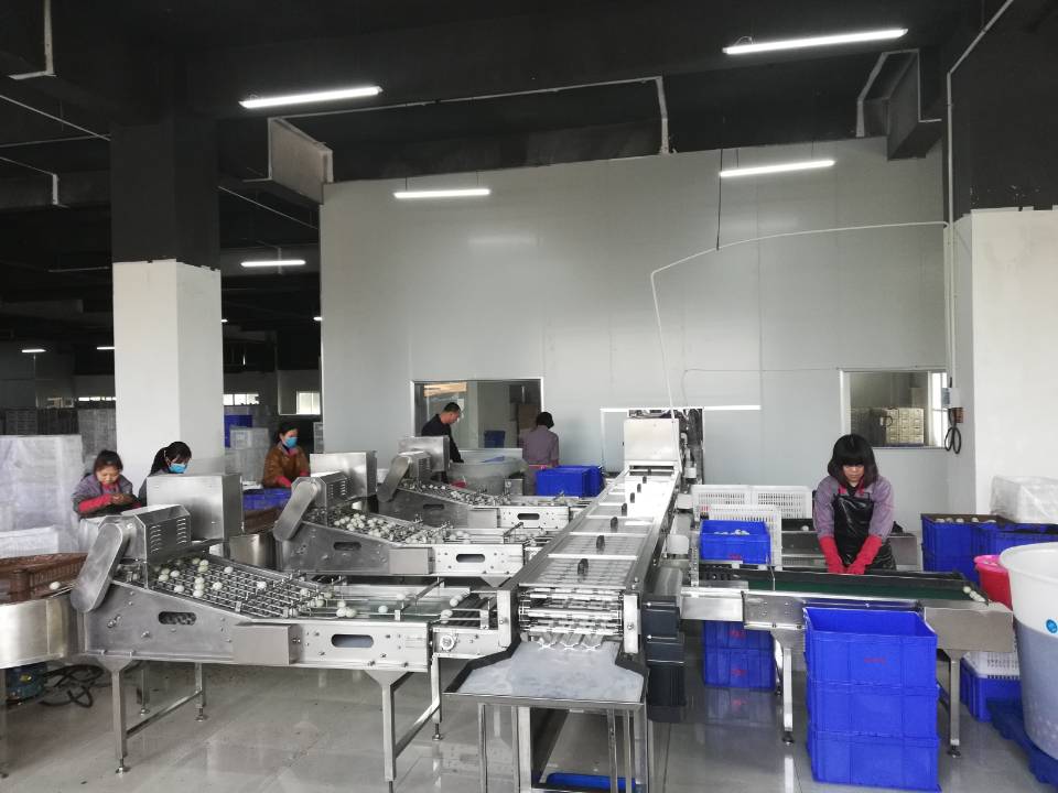 振野蛋品裂痕檢測分級機(jī)之福建閩生源使用現(xiàn)場 振野蛋品裂痕檢測分級機(jī)之福建閩生源使用現(xiàn)場